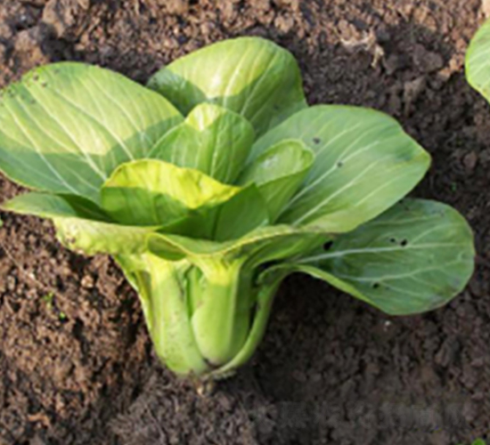 ������-�๣�˷N��-����r�I