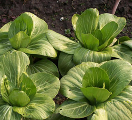 三月慢-青梗菜種子-申耕農業