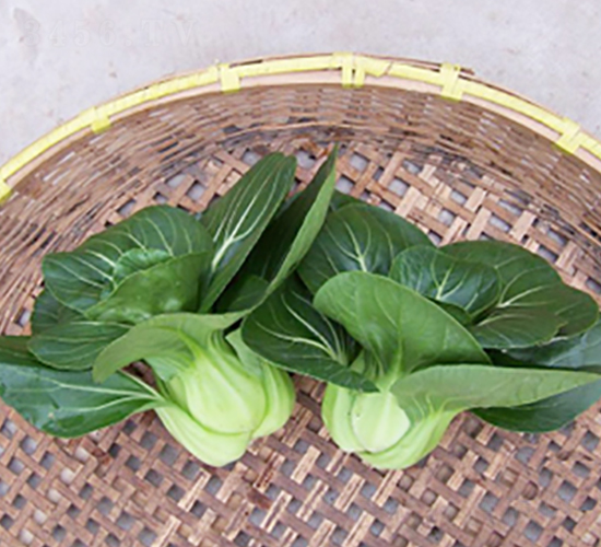 矮箕蘇州青-青梗菜種子-申耕農業