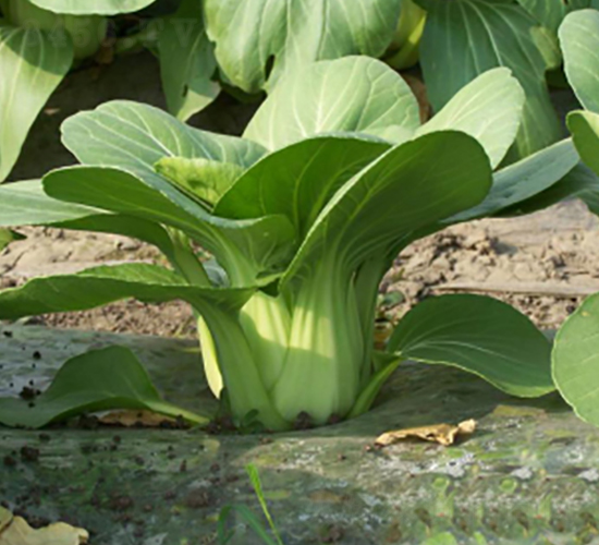 ������-�๣�˷N��-����r�I