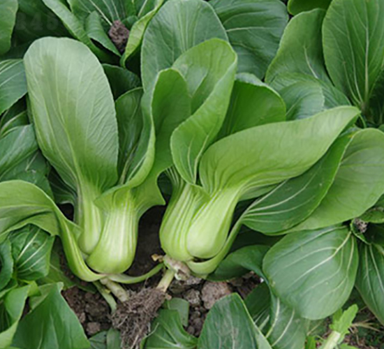 國美518-青梗菜種子-申耕農業