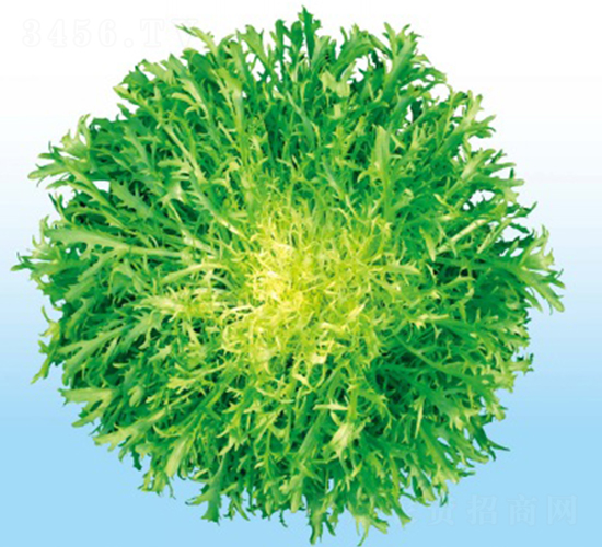 巴西富錦苦苣-苦菊種子-華蔬種業