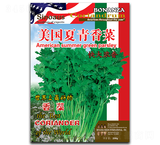 美國夏青-香菜種子-華蔬種業