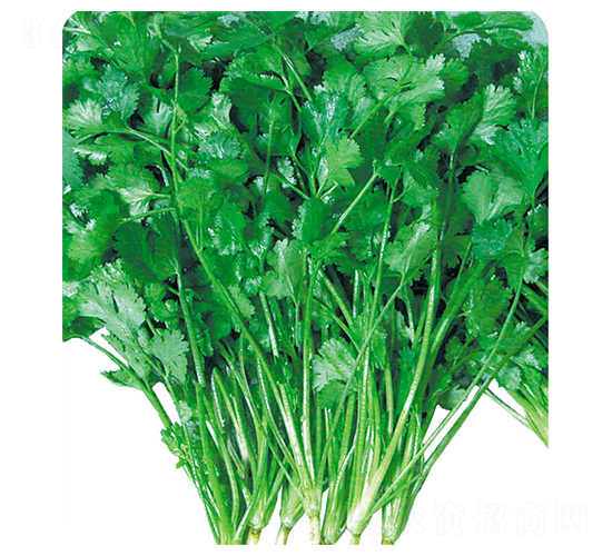 ����-��˷N��-�A�߷N�I