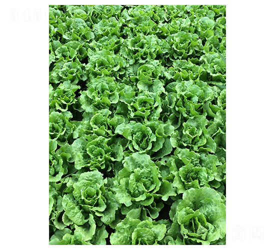 意大利生菜-生菜種子-華蔬種業