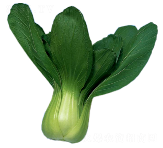 華盛-青梗菜種子-華蔬種業