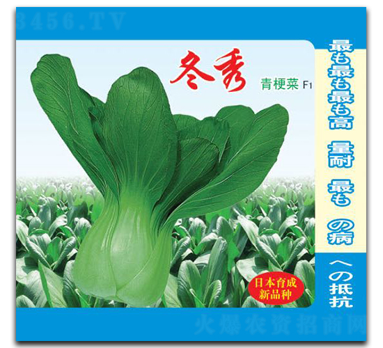 冬秀-青梗菜種子-華蔬種業(yè)