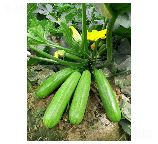 碧江綠-西葫蘆種子-華蔬種業