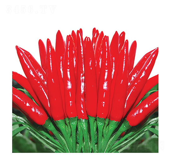 特級天宇-朝天椒種子-華蔬種業