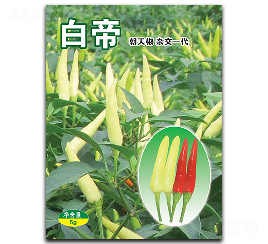 白帝-朝天椒種子-華蔬種業