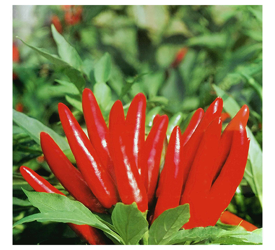 皇冠-朝天椒種子-華蔬種業