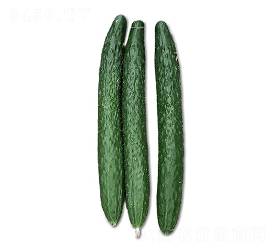 ꑻ�2̖-�S�ϷN��-혳�