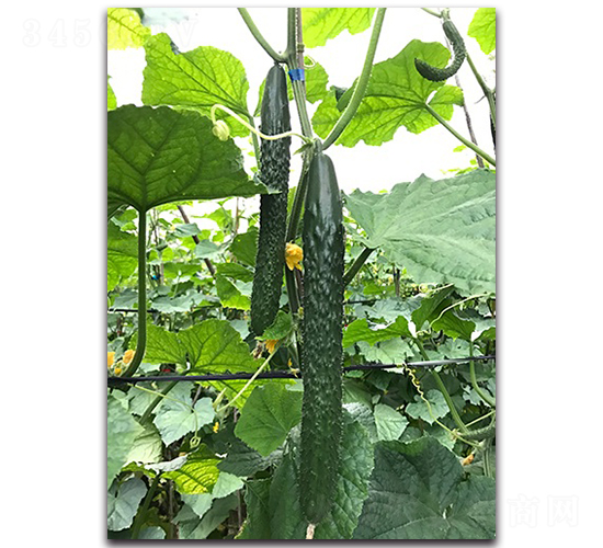 ����77-�S�ϷN��-혳�