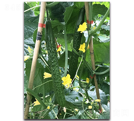 ���n-�S�ϷN��-혳�