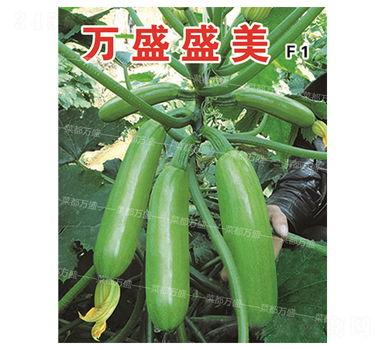 萬盛盛美-西葫蘆種子-菜都萬盛