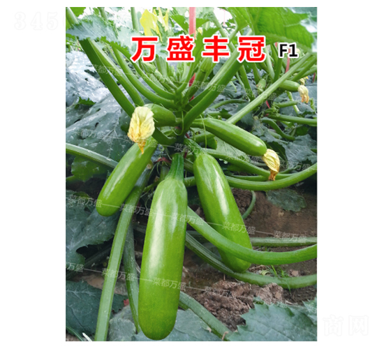 萬盛豐冠-西葫蘆種子-菜都萬盛