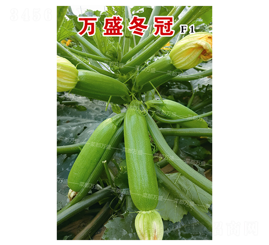 萬盛冬冠-西葫蘆種子-菜都萬盛