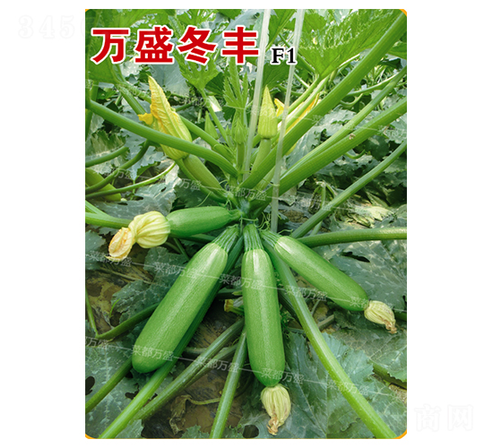 萬盛冬豐-西葫蘆種子-菜都萬盛