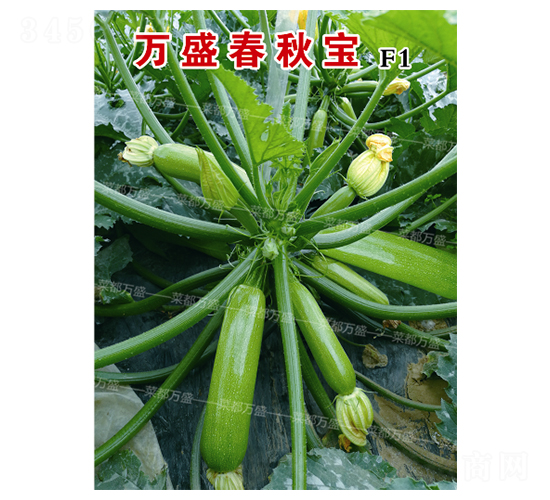 萬(wàn)盛春秋寶-西葫蘆種子-菜都萬(wàn)盛
