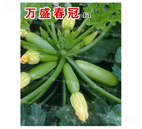 萬盛春冠-西葫蘆種子-菜都萬盛