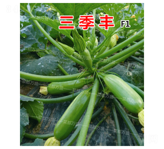 三季豐-西葫蘆種子-菜都萬盛