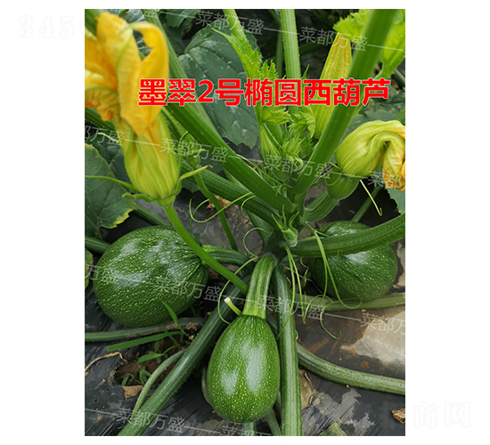 墨翠2號(hào)-西葫蘆種子-菜都萬盛