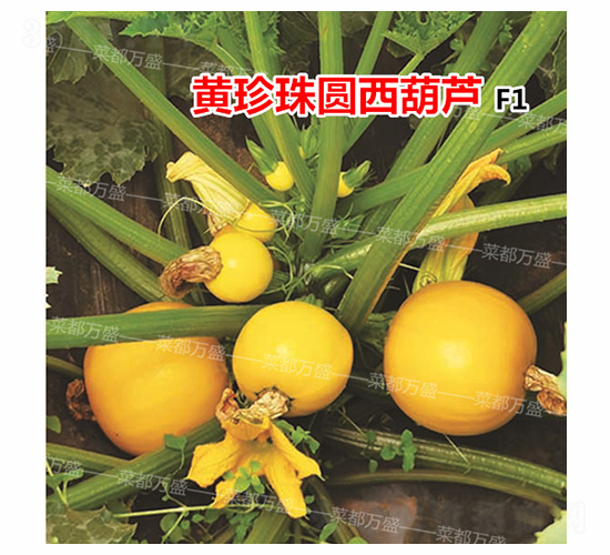 黃珍珠-西葫蘆種子-菜都萬盛
