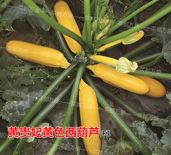 黃貴妃-西葫蘆種子-菜都萬盛