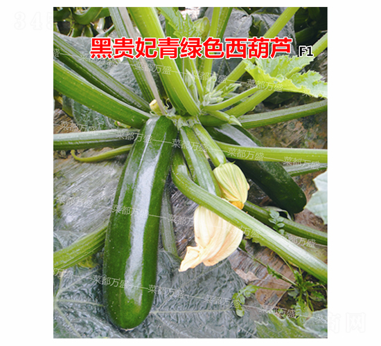 黑貴妃-西葫蘆種子-菜都萬盛