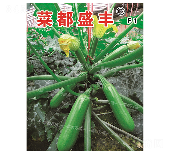菜都盛豐-西葫蘆種子-菜都萬(wàn)盛