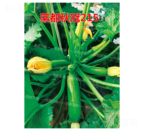 菜都秋冠215-西葫蘆種子-菜都萬盛