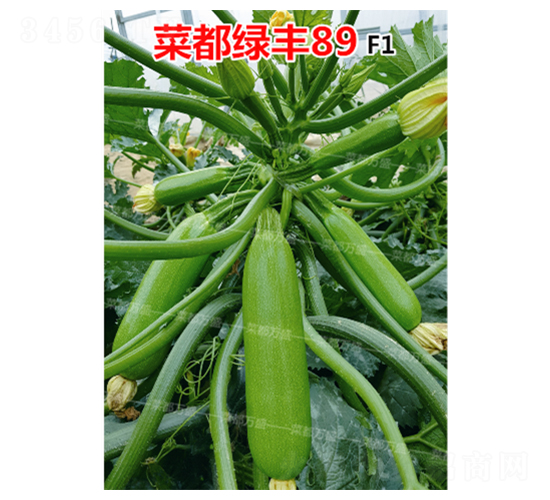 菜都綠豐89-西葫蘆種子-菜都萬盛