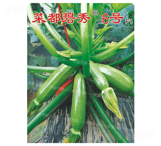 菜都碧秀6號-西葫蘆種子-菜都萬盛