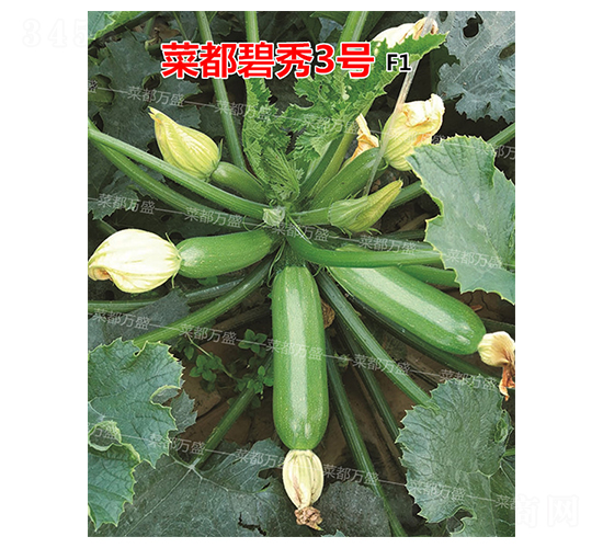 菜都碧秀3號-西葫蘆種子-菜都萬盛