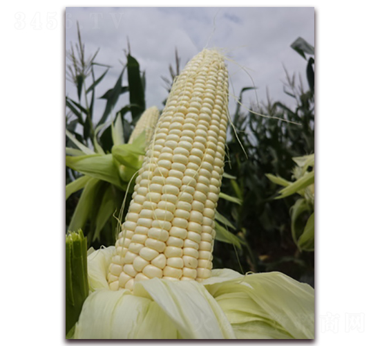 ��Ŵ1607-Ŵ���׷N��-���A�N�I