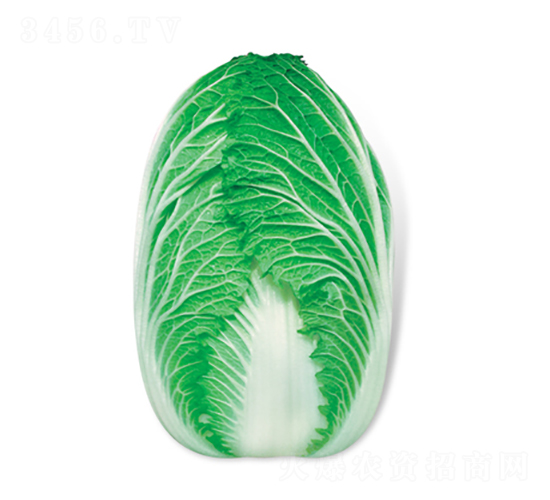 ��g-��ײ˷N��-���A�N�I