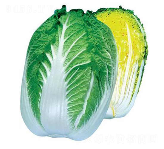 ��ɽ����-��ײ˷N��-���A�N�I