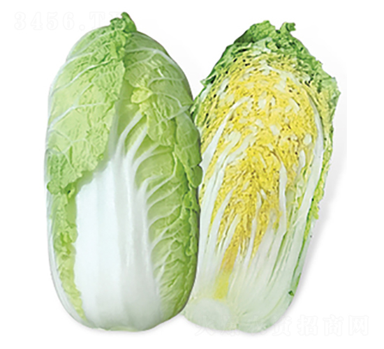 ����-��ײ˷N��-���A�N�I