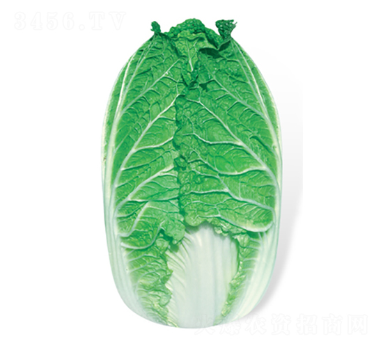 ���x-��ײ˷N��-���A�N�I