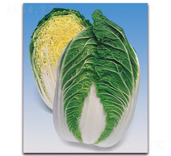 ��ѩ����-��ײ˷N��-���A�N�I