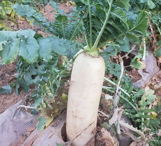 Ļ��������̖(h��o)-�}���N��-��Ļ��