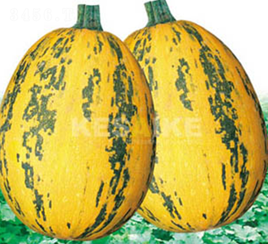 農發一號-西葫蘆種子-顆賽顆