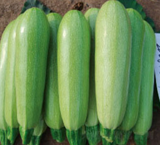 玉杰-西葫蘆種子-顆賽顆