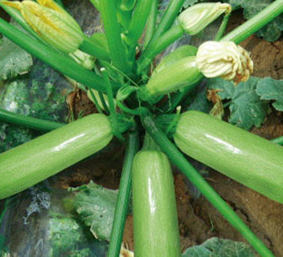 凱旋九號(hào)-西葫蘆種子-顆賽顆