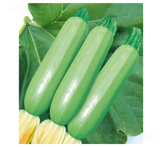 凱旋八號-西葫蘆種子-顆賽顆