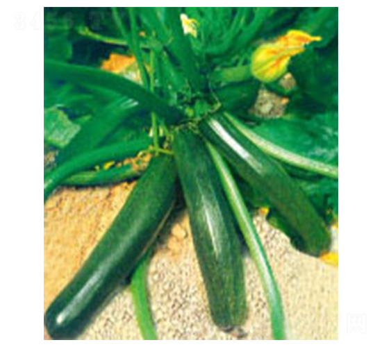 凱旋三號-西葫蘆種子-顆賽顆