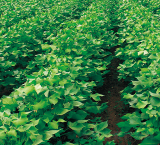 ���s��3̖-�޻��N��-�����N�I