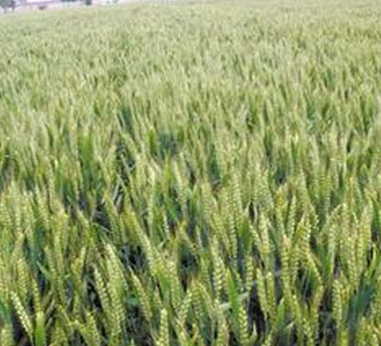 華成3366-小麥種子-億豪農業