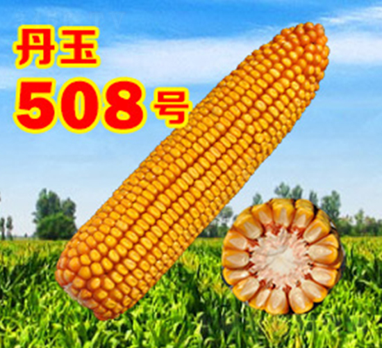 ����508̖-���׷N��-����N�I(y��)