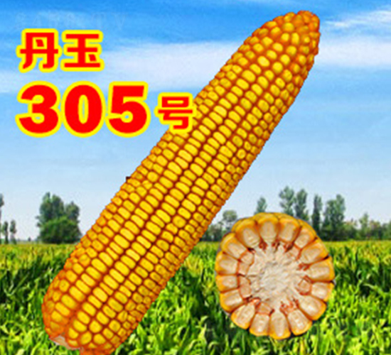 ����305̖-���׷N��-����N�I